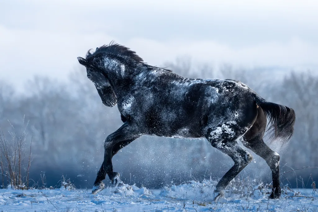 Animaux